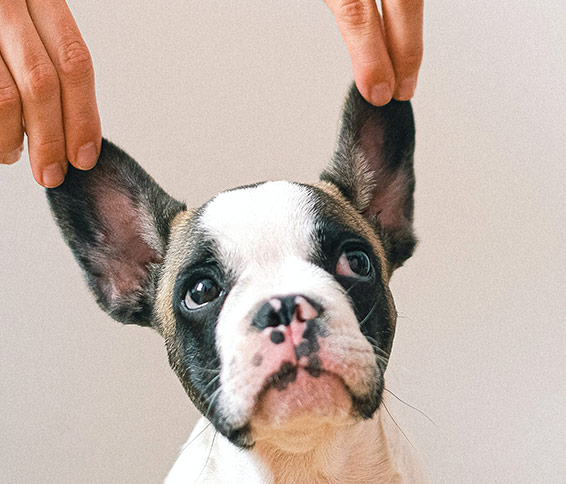 Cute dog ears